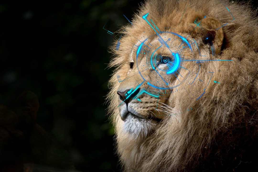 digital liongate